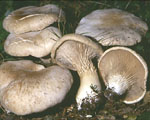 Fungo Cardoncello