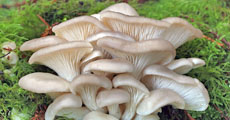 pleurotus ostreatus