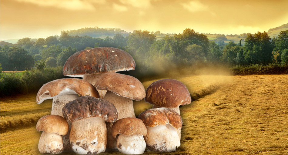 funghi di Sardegna